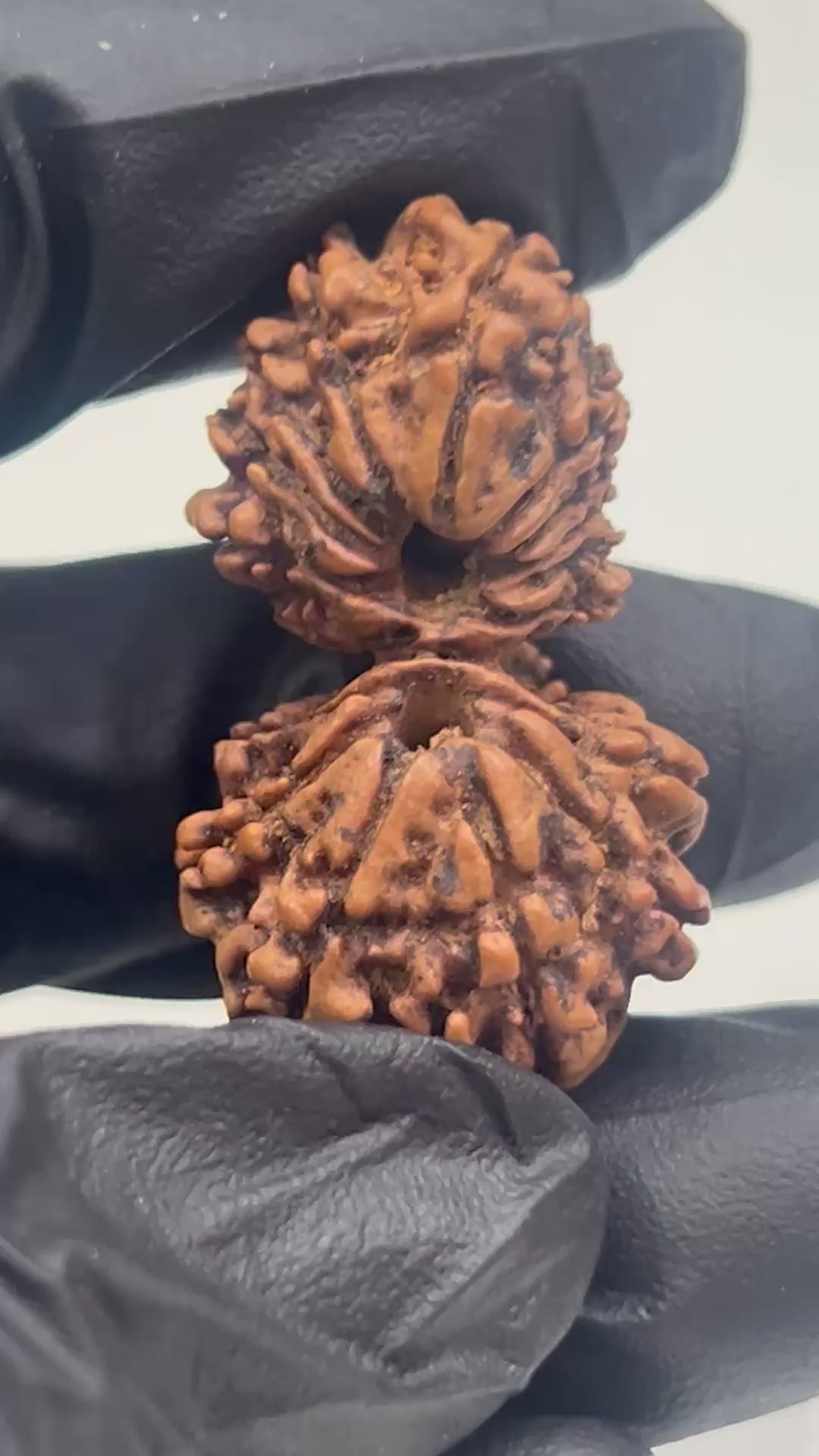 16 Mukhi Gauri Shankar Nepali Rudraksha with Lab Certificate – 33mm